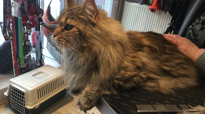 Maine coon