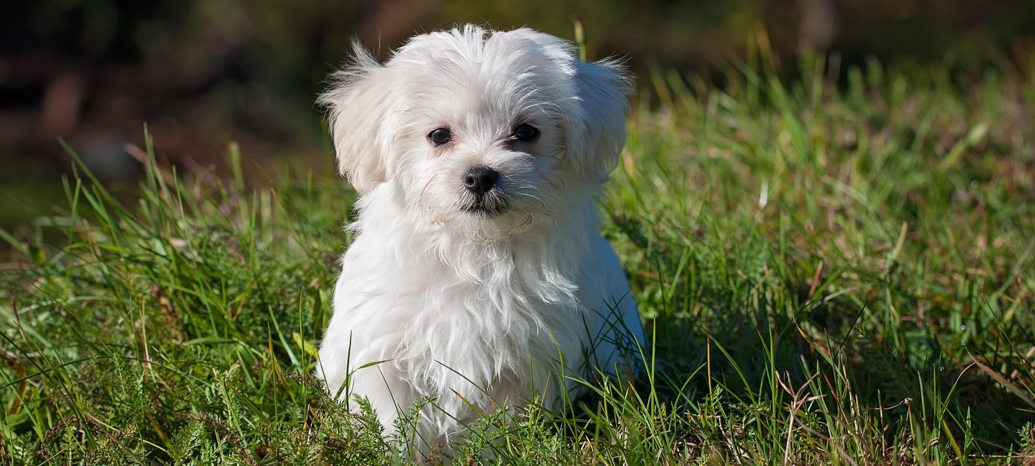 Comme chien et chat