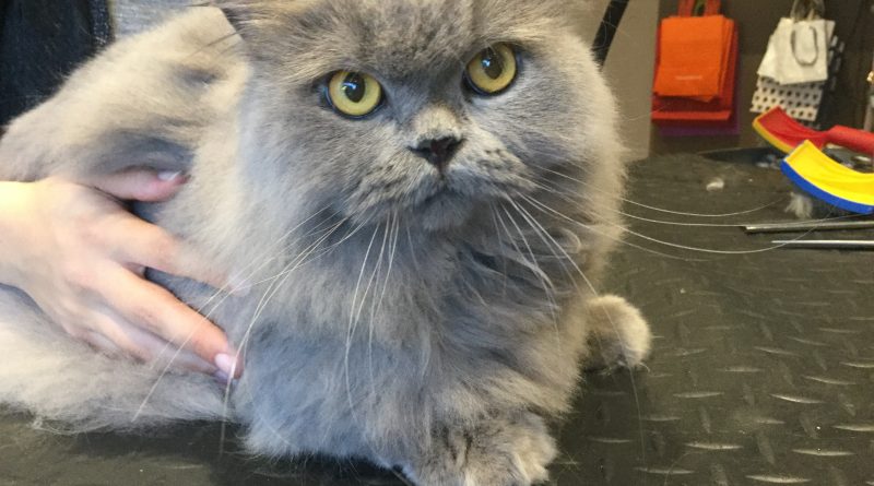 Angora bleu